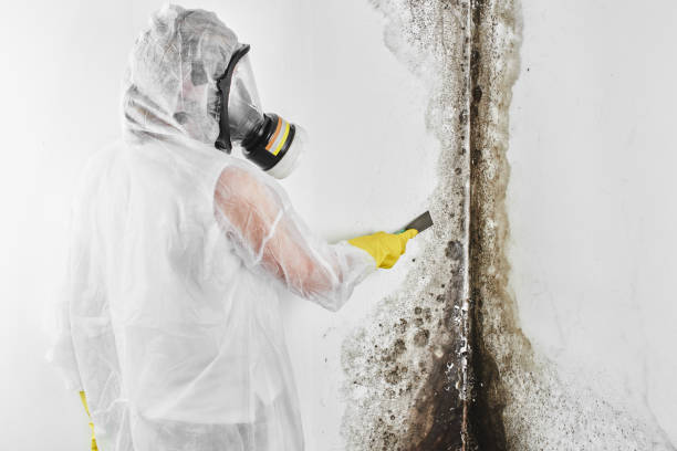 Best Preventive Mold Services in Crystal City, TX