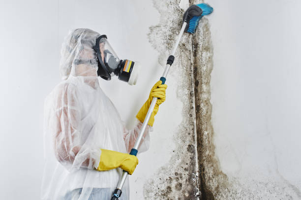 Best Emergency Mold Remediation in Crystal City, TX