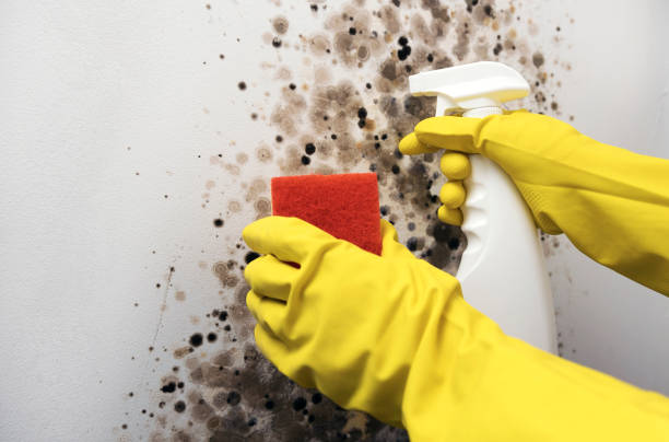 Best Kitchen Mold Remediation in Crystal City, TX