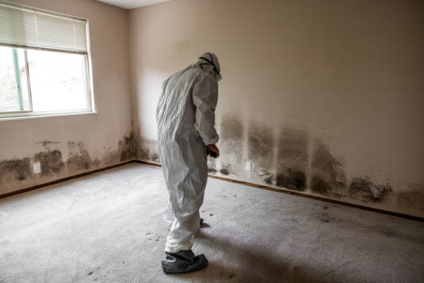 Best Mold Remediation for Specific Building Types in Crystal City, TX